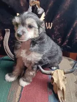 Jesse, a male Chinese Crested for sale in Armstrong, IA – 2 of 2