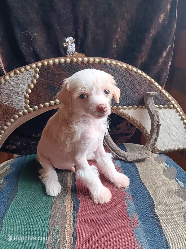 Elwood – Chinese Crested puppy for sale in Armstrong, IA