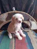 Elwood, a male Chinese Crested for sale in Armstrong, IA – 1 of 2