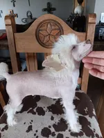 Elwood, a male Chinese Crested for sale in Armstrong, IA – 2 of 4