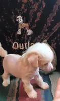 Lance, a male Chinese Crested for sale in Armstrong, IA – 2 of 2
