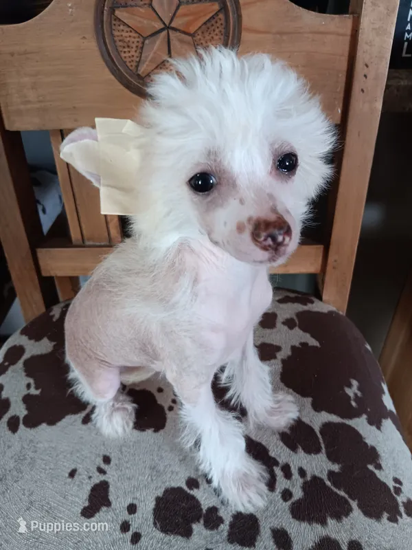 Elwood – Chinese Crested puppy for sale in Armstrong, IA