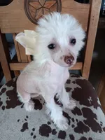 Elwood, a male Chinese Crested for sale in Armstrong, IA – 1 of 4