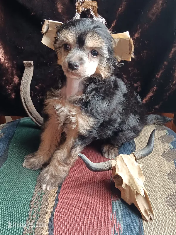 Jax – Chinese Crested puppy for sale in Armstrong, IA