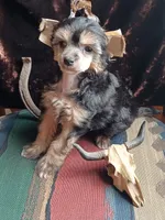 Jax, a male Chinese Crested for sale in Armstrong, IA – 1 of 2