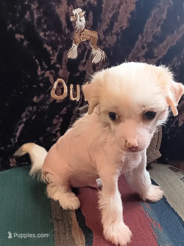 Dagger – Chinese Crested puppy for sale in Armstrong, IA