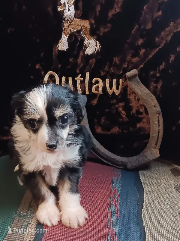 Remmie – Chinese Crested puppy for sale in Armstrong, IA