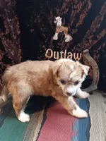 Colt, a male Chinese Crested for sale in Armstrong, IA – 2 of 2