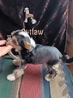 Jacey, a female Chinese Crested for sale in Armstrong, IA – 2 of 2