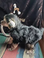 Jax, a male Chinese Crested for sale in Armstrong, IA – 2 of 2
