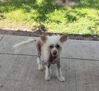 Lance, a male Chinese Crested for sale in Armstrong, IA – 3 of 6