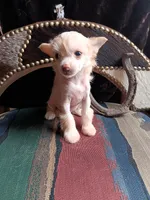 Nix, a male Chinese Crested for sale in Armstrong, IA – 1 of 2