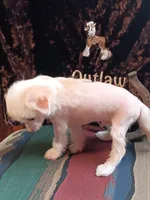 Dagger, a male Chinese Crested for sale in Armstrong, IA – 2 of 2