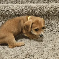 Unnamed, a female Doxiepoo for sale in Johnstown, CO – Photo 3 of 3