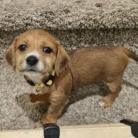 Unnamed, a female Doxiepoo for sale in Johnstown, CO – Photo 1 of 3