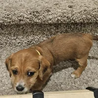 Unnamed, a female Doxiepoo for sale in Johnstown, CO – Photo 2 of 3