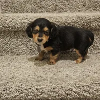 Unnamed, a male Doxiepoo for sale in Johnstown, CO – Photo 2 of 3