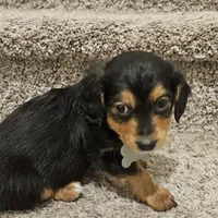Unnamed, a male Doxiepoo for sale in Johnstown, CO – Photo 1 of 3