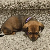 Unnamed, a female Doxiepoo for sale in Johnstown, CO – Photo 1 of 3