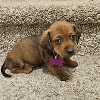 Unnamed, a female Doxiepoo for sale in Johnstown, CO – Photo 2 of 3