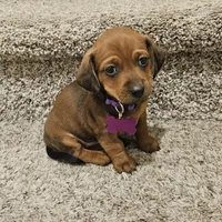 Unnamed, a female Doxiepoo for sale in Johnstown, CO – Photo 3 of 3