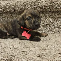Rasko, a male Doxiepoo for sale in Johnstown, CO – Photo 4 of 4