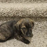 Rasko, a male Doxiepoo for sale in Johnstown, CO – Photo 2 of 4