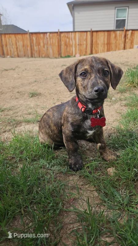 Rasko – Doxiepoo puppy for sale in Johnstown, CO