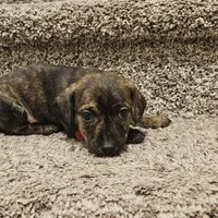 Rasko, a male Doxiepoo for sale in Johnstown, CO – Photo 3 of 4