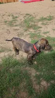 Rasko, a male Doxiepoo for sale in Johnstown, CO – Photo 4 of 9