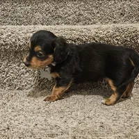 Unnamed, a male Doxiepoo for sale in Johnstown, CO – Photo 3 of 3