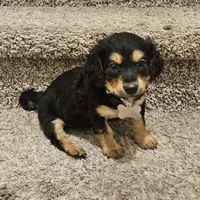 Unnamed, a male Doxiepoo for sale in Johnstown, CO – Photo 1 of 3