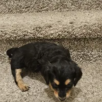 Unnamed, a male Doxiepoo for sale in Johnstown, CO – Photo 2 of 3