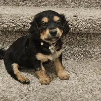 Unnamed, a male Doxiepoo for sale in Johnstown, CO – Photo 3 of 3