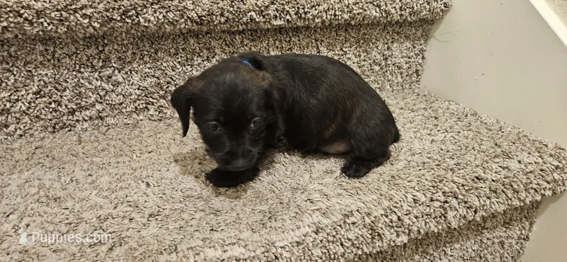 Unnamed – Doxiepoo puppy for sale in Johnstown, CO