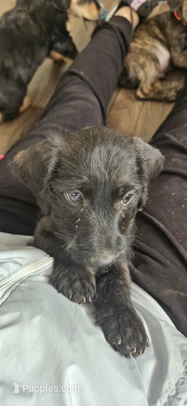 Unnamed – Doxiepoo puppy for sale in Johnstown, CO