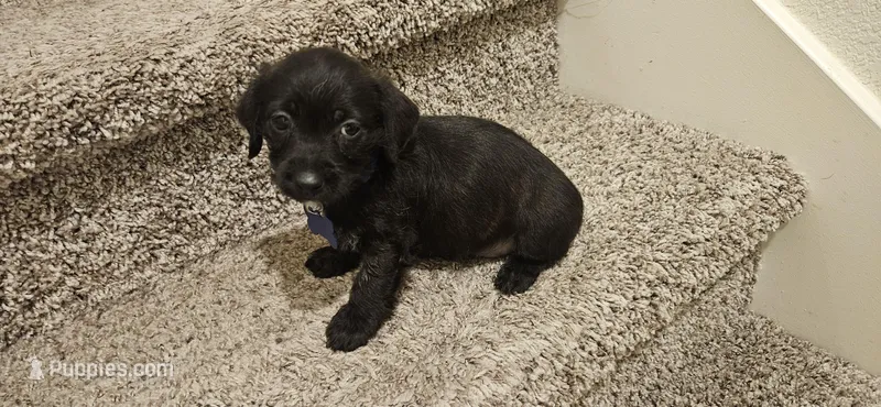 Unnamed – Doxiepoo puppy for sale in Johnstown, CO
