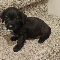 Unnamed, a male Doxiepoo for sale in Johnstown, CO – Photo 2 of 2