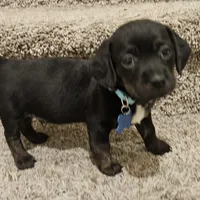 Unnamed, a male Doxiepoo for sale in Johnstown, CO – Photo 2 of 4