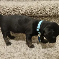 Unnamed, a male Doxiepoo for sale in Johnstown, CO – Photo 3 of 4