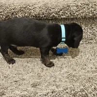 Unnamed, a male Doxiepoo for sale in Johnstown, CO – Photo 4 of 4