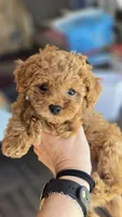 Lonestar, a male Miniature Goldendoodle for sale in Vernon, TX – Photo 3 of 3