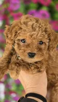 Lonestar, a male Miniature Goldendoodle for sale in Vernon, TX – Photo 2 of 3