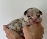 Lotso, a male French Bulldog for sale in Poplarville, MS – Photo 2 of 6