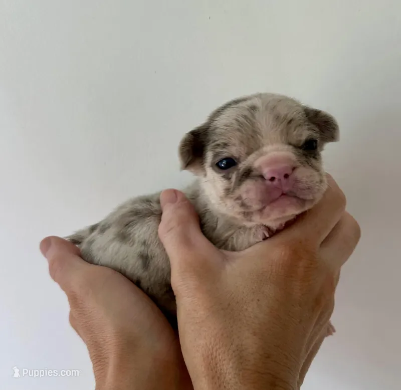 Lotso – French Bulldog puppy for sale in Poplarville, MS