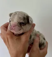 Lotso, a male French Bulldog for sale in Poplarville, MS – Photo 3 of 6