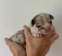 Lotso, a male French Bulldog for sale in Poplarville, MS – Photo 4 of 6