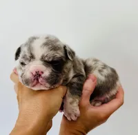 Woody, a male French Bulldog for sale in Poplarville, MS – Photo 3 of 7