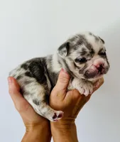 Woody, a male French Bulldog for sale in Poplarville, MS – Photo 5 of 7