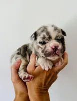 Woody, a male French Bulldog for sale in Poplarville, MS – Photo 1 of 7